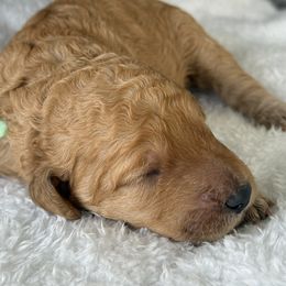 Miss Mint Collar - Apricot female Poodle puppy in Screven, Georgia from Dreamland Standard Poodles