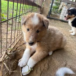 Sable Merle Star - Sable merle male Collie puppy in Honaker, Virginia from KLW Farm