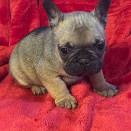 Noah - Blue fawn male French Bulldog puppy in Joplin, Missouri from Midwest Beautiful Frenchies