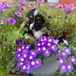 Jessy - Black tri female Toy Australian Shepherd puppy in Puryear, Tennessee from A&W Toy Aussies