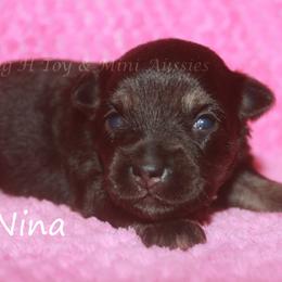 Nina - Black tri female Toy Australian Shepherd puppy in Godley, Texas from Flying H Toy and Mini Aussies