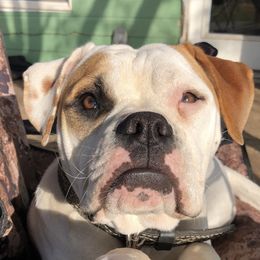 Ali - American Bulldog