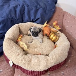 Buffy - Fawn female Pug puppy in Moorefield, West Virginia from Wratchford Farms