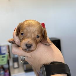 Boy 2 - Cream male Dachshund puppy in Las Animas, Colorado from J&D Dachsies