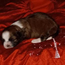 Sweet pea - Liver and white female Shih Tzu puppy in Browns Summit, North Carolina from Lisa's Shih Tzus