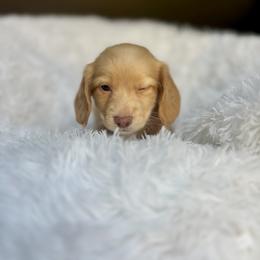 Dachshund Puppies from Dash of Love