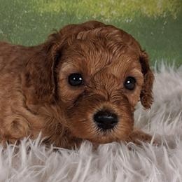 Dolly F1b - Red female Cavapoo puppy in Centerton, Arkansas from Velvet Paws Cavapoos