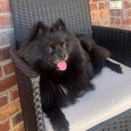 Teddy Bear🧸 - Pomeranian