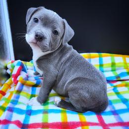 Bugle - Blue and white male Staffordshire Bull Terrier puppy in Dallas, Texas from Wild Blue Staffords