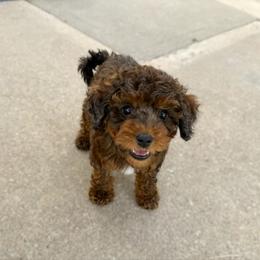 Lungo - Training Started - Merle male Australian Labradoodle puppy in Wamego, Kansas from Doodles of Oz