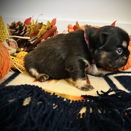 Chocolate Fluffy 1 - Tricolors female French Bulldog puppy in Jordan Valley, Oregon from Floating Feather Frenchies