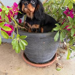 Molly - Black and tan female Cavalier King Charles Spaniel puppy in Temecula, California from Diamond Cavaliers