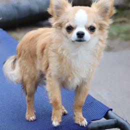 Benji - Chihuahua