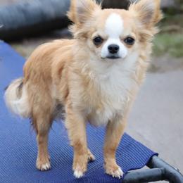 Benji - Chihuahua