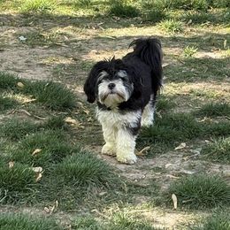 Kacie - Lhasa Apso