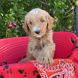 Orange Collar - Osaka Japan - Millie - Apricot female Goldendoodle puppy in West Sacramento, California from Pomegranate Doodles