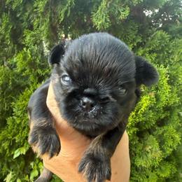 Baxter - Black and tan male Brussels Griffon puppy in Brooks, Georgia from Brooks Berner Bears & Brussels Griffons