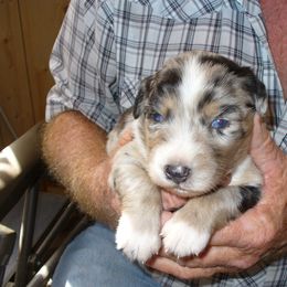 Australian Shepherd and Papillon Puppies from Otto’s Australian Shepherds and Papillons