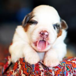 Twinky - Blue merle female Australian Shepherd puppy in Paola, Kansas from Tiz Ranch