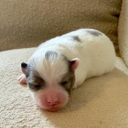 Hux - Blue merle male Pomeranian puppy in New Plymouth, Idaho from Pawdawan Poms