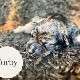Furby - Salt and pepper male Miniature Schnauzer puppy in Folkston, Georgia from Poplar Creek Miniature Schnauzers