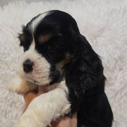 Farrah - Black white and tan female Cocker Spaniel puppy in Florence, South Carolina from Reddick's American Cocker Spaniels