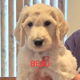 Goldendoodle Puppies from Sancass'd Goldendoodles