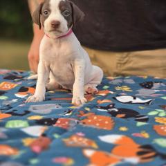Hot pink collar female - Liver and white female Pointer puppy in New York from Bishop Kennels