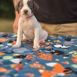 Hot pink collar female - Liver and white female Pointer puppy in New York from Bishop Kennels