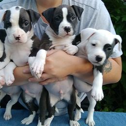 American Staffordshire Terrier Puppies from GrinNation Noble Am Staffs