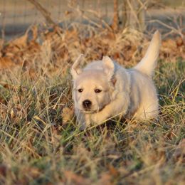 Golden Retriever Puppies from Golden Barnes Kennel