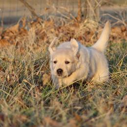 Golden Retriever Puppies from Golden Barnes Kennel