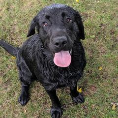 Labrador Retrievers from Kempkers Kennels