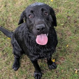 Labrador Retrievers from Kempkers Kennels