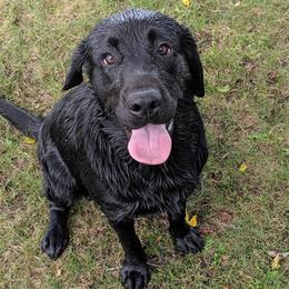 Labrador Retrievers from Kempkers Kennels