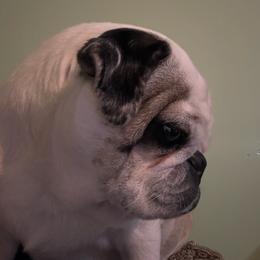 Lovey - Pug