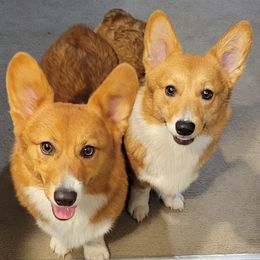 Cockapoos, Miniature Australian Shepherds, and Pembroke Welsh Corgis from B.E. Exotic