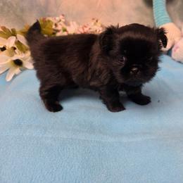 Sophie - Black female Shih Tzu puppy in Green Bay, Wisconsin from Kim's Shih Tzus