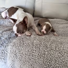 Boston Terrier Puppies from Designers Boston Terriers