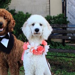 Poodles from Auburn Red Standard Poodles