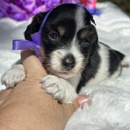Rosabelle - Piebald female Dachshund puppy in Lakeland, Florida from Elite Doxies Florida