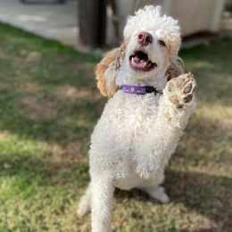 Goldendoodles and Poodles from Exclusive Doodles & Poodles