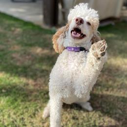 Goldendoodles and Poodles from Exclusive Doodles & Poodles