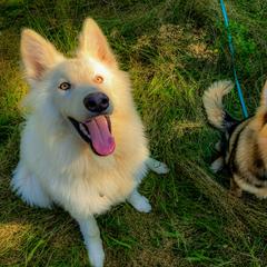 Native American Indian Dog Puppies from Seven Sisters Canids
