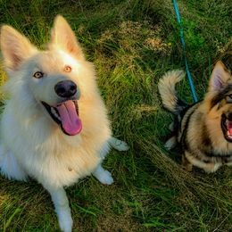 Native American Indian Dog Puppies from Seven Sisters Canids