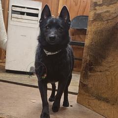 Celestine-upcoming 2026 - Schipperke
