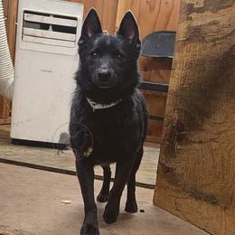 Celestine-upcoming 2026 - Schipperke