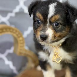 Goldie - Black tri female Miniature American Shepherd puppy in Clinton, Missouri from Mockingbirds American Minis