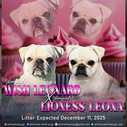 Boy 1 - White male Pug puppy in Cleveland, Ohio from Whimsical White Pugs - Quality Comes First