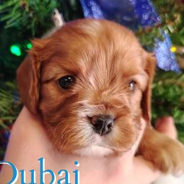 Dubai - Ruby male Cavalier King Charles Spaniel puppy in Rockville, Maryland from Skais the Limit Cavaliers